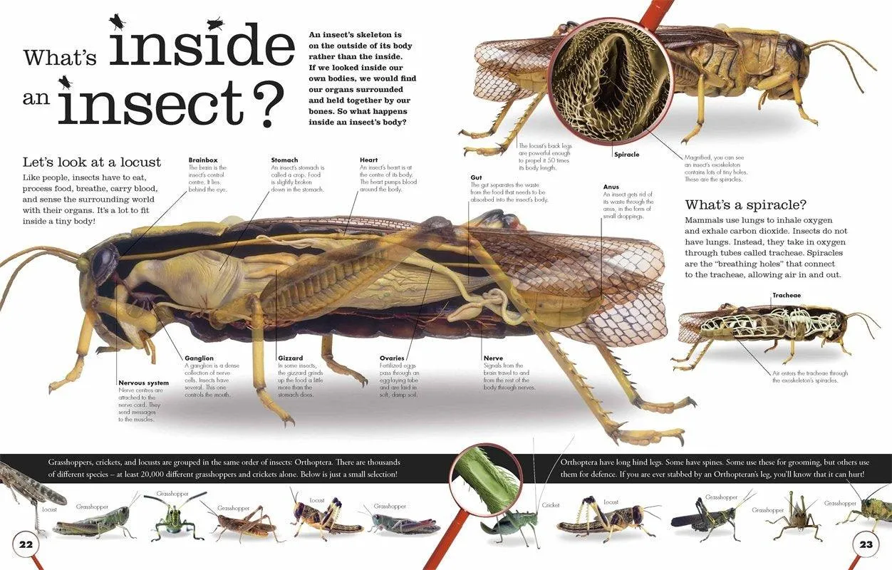 Everything You Need to Know About Bugs