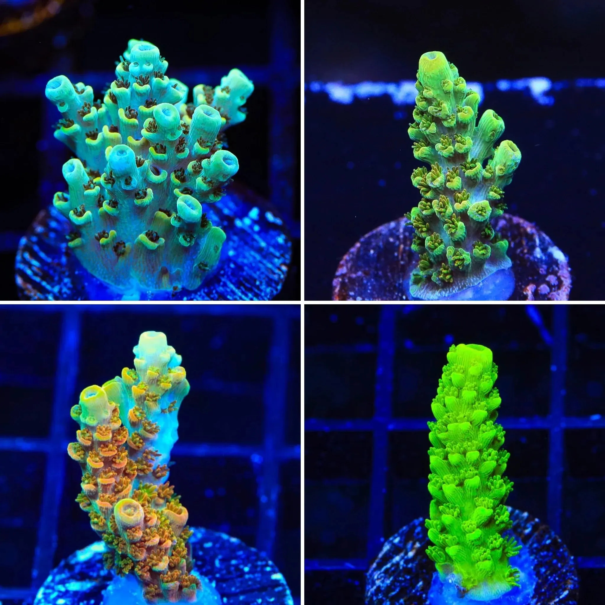 TSA Ghostbuster Acropora Coral Pack
